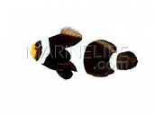 Amphiprion ocellaris 5 cm Black