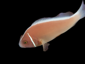 Amphiprion perideraion 4-6 cm