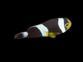 Amphiprion polymnus 4-6 cm