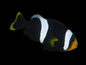 Amphiprion sebae 4-6 cm Yellow back fin