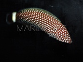 Anampses lineatus M