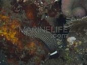 Anampses lineatus M
