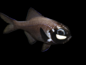 Anomalops katoptron M