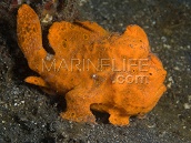 Antennarius pictus