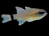 Apogon aureus 4-6 cm