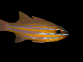 Apogon cyanosoma 4-6 cm Ray&eacute; dor&eacute;