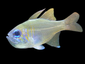 Apogon leptacanthus 4-6 cm