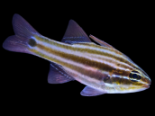 Apogon margaritophorus 2-4 cm
