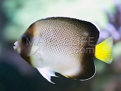 Apolemichthys xanthurus S