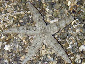 Archaster typicus <6 cm