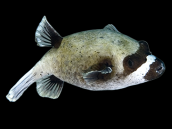 Arothron diadematus M