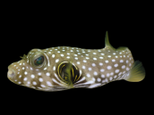 Arothron hispidus 15-20 cm