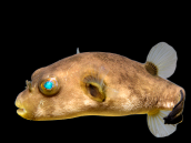 Arothron immaculatus 10-15 cm