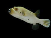 Arothron nigropunctatus M