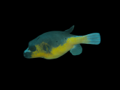 Arothron nigropunctatus M