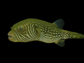 Arothron reticularis <10 cm