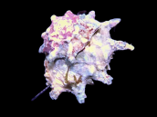 Astralium spp. 3-4 cm