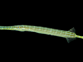 Aulostomus chinensis 10-20 cm Gris