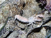 Axiopsis sp. M