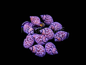 Babylonia sp. - Lot de 3