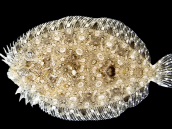 Bothus spp. 6-10 cm