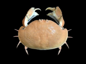 Calappa sp. M