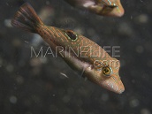 Canthigaster bennetti M