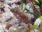 Canthigaster compressa M