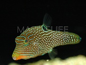 Canthigaster papua M