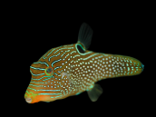 Canthigaster papua M