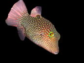 Canthigaster solandri M