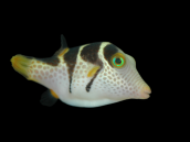Canthigaster valentini M
