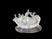 Cassiopea ornata S