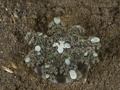 Cassiopea sp. 6-8 cm
