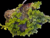 Caulerpa racemosa M