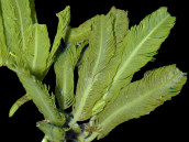 Caulerpa sertularoides M