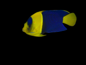 Centropyge bicolor 5-6m