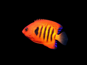 Centropyge loriculus M