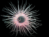 Cerianthus membranaceus M coloured