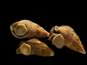 Cerithium echinatum M (Lot de 10)