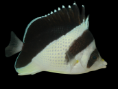 Chaetodon burgessi 7-10cm