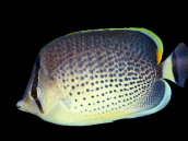 Chaetodon guttatissimus 7-10 cm