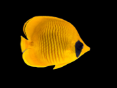 Chaetodon semilarvatus Adulte 6-8 cm