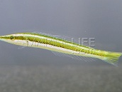 Cheilio inermis Juvenile 8-12 cm Green with white stripes