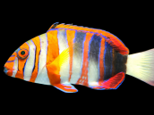 Choerodon fasciatus 12-15cm AUSTRALIE