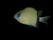 Chromis retrofasciata M