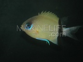 Chromis retrofasciata M