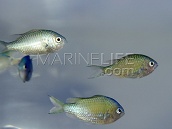 Chromis viridis M