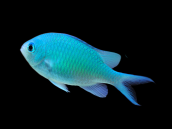 Chromis viridis 3-4 cm