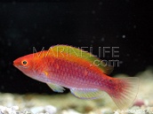 Cirrhilabrus lubbocki Female <4 cm Red